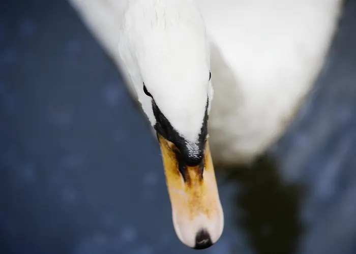 Bilderberg De Bovenste Molen 4* Venlo